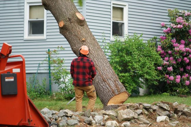 Tree Removal Columbus Ohio